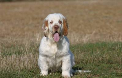Clumber Spaniel