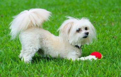 Cockapoos und Maltipoos