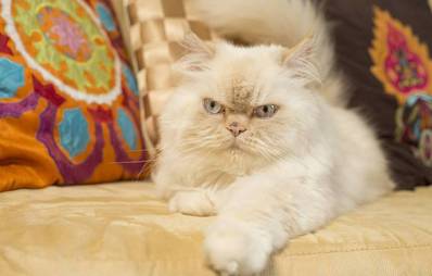 Colourpoint- eine Perservariante