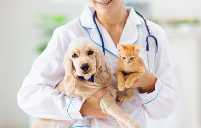 Coronavirus bei Hunden und Katzen