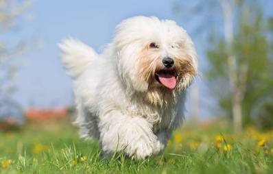Coton de Tulear