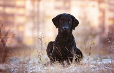 Curly Coated Retriever