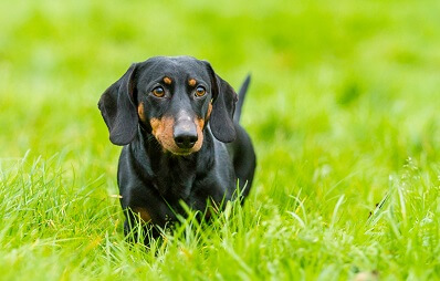 Die Dackel-Rasse ist eine kleine Jagdhunderasse.