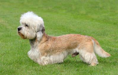 Dandie Dinmont Terrier