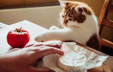 Dürfen Katzen Käse essen?