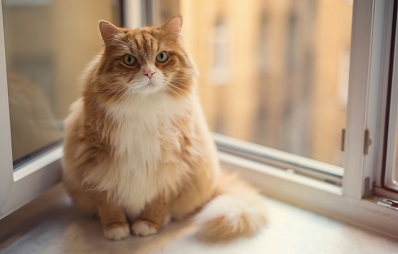 Katzen werfen Dinge runter