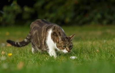 Das Jagdverhalten der Katze