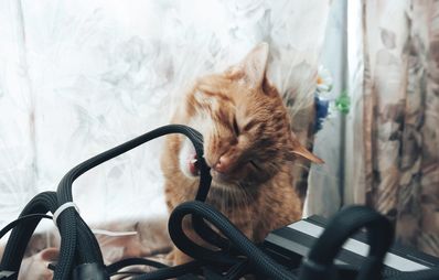 Pica-Syndrom bei Katzen
