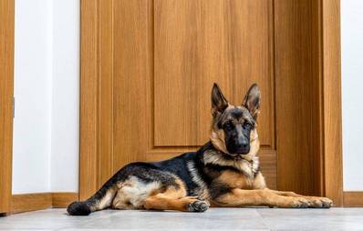 Das Territorialverhalten von Hunden