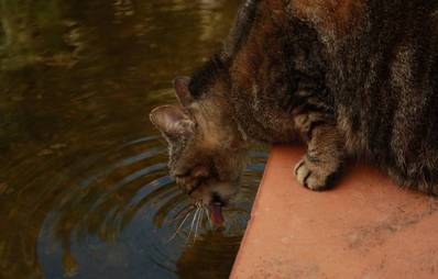 Das Trinkverhalten der Katzen