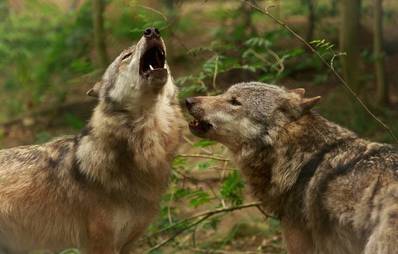 Das Wolfcenter in Dörverden