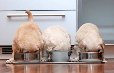 Den richtigen Futternapf finden