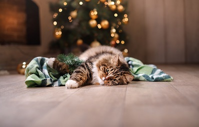 Katze liegt vor einem Weihnachtsbaum