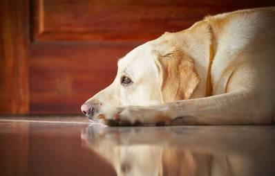 Depression bei Hunden