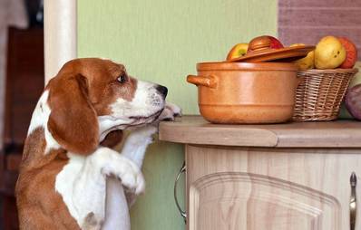 Ungewöhnliche Fressgewohnheiten von Hunden