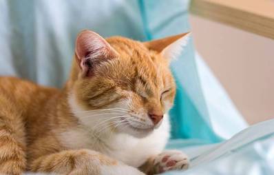 Der richtige Umgang mit blinden Katzen