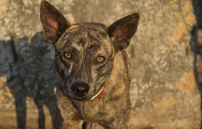 Taiwanhund: Formosan Dog