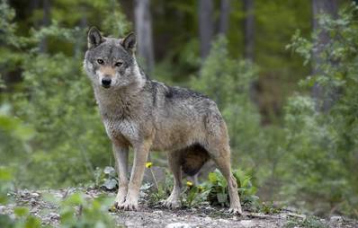 Der Wolf- Vorfahre unserer Fellnasen