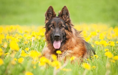 Deutsche Schäferhund