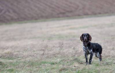 Deutscher Wachtelhund