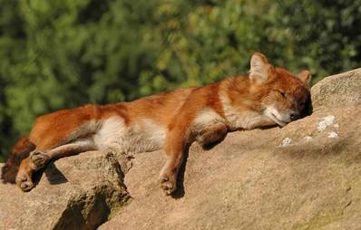 Dhole - asiatischer Wildhund