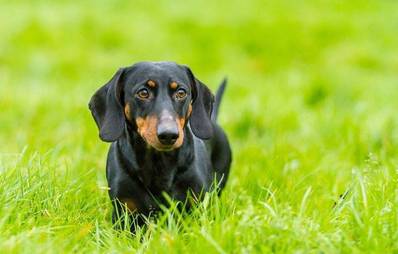 Die Aktion gelber Hund
