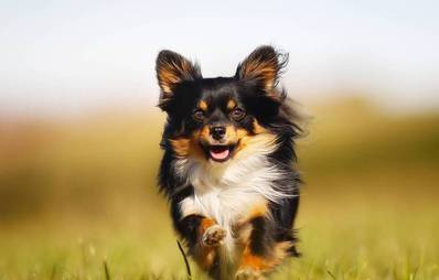 Die Bedürfnisse kleiner Hunde