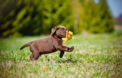 Die beliebtesten Hunderassen 2014