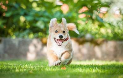 Die Dog Days in Hannover