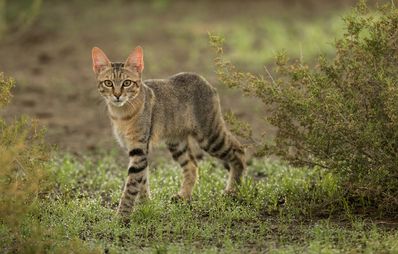 Falbkatze: Vorfahrin der Hauskatzen