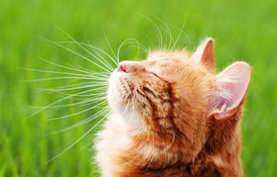 Katze zum ersten Mal rauslassen