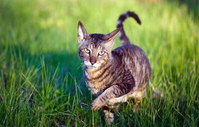 Die Orientierung bei Katzen