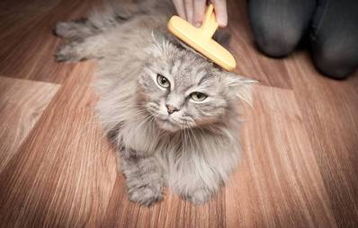 Die richtige Fellpflege für jede Katze