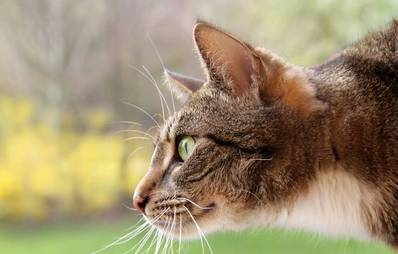 Schnurrhaare der Katze: Vibrissen