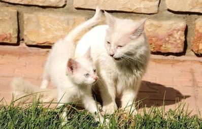 Die Türkisch Van Katze