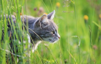 Diskussion um Leinenpflicht für Katzen