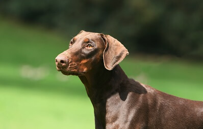 Dobermann steht auf Wiese