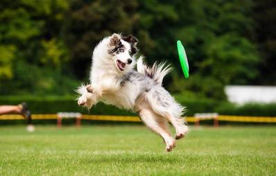 Dog Frisbee - ein echter Alleskönner