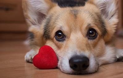 Dogfishing: Trend beim Online-Dating