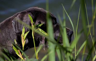 Dubiose Eigenart oder lebenswichtige Funktion: Warum fressen Hunde Gras?
