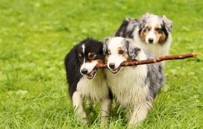 Eifersucht bei Hunden