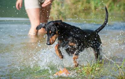Ein echter Wasserspaß - Mit dem Hund zum Badesee