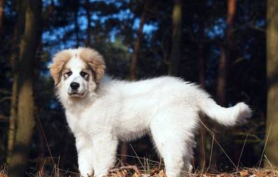 Ein Herdenschutzhund als Familienmitglied