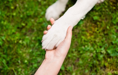 Aggressive Hunde: Hilfe im Tierheim