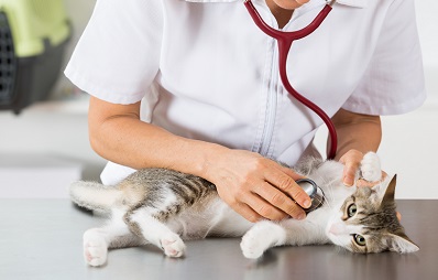 Klinik für Katzen