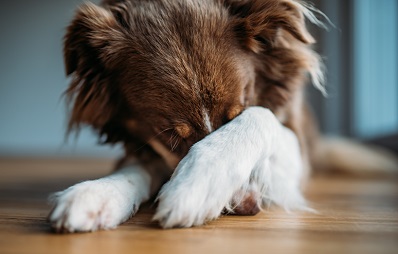 Tierallergie gegen Menschen