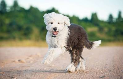 Den Hund an seinen Namen gewöhnen