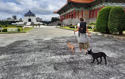 Hunde aus Taiwan