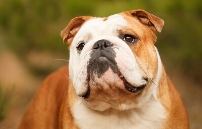 Englische Bulldogge - Hunderasse
