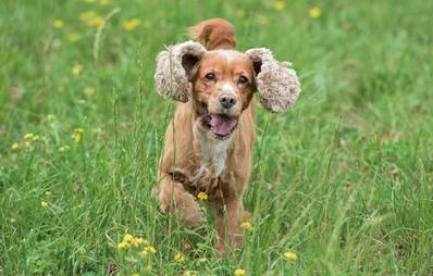 English Cocker Spaniel
